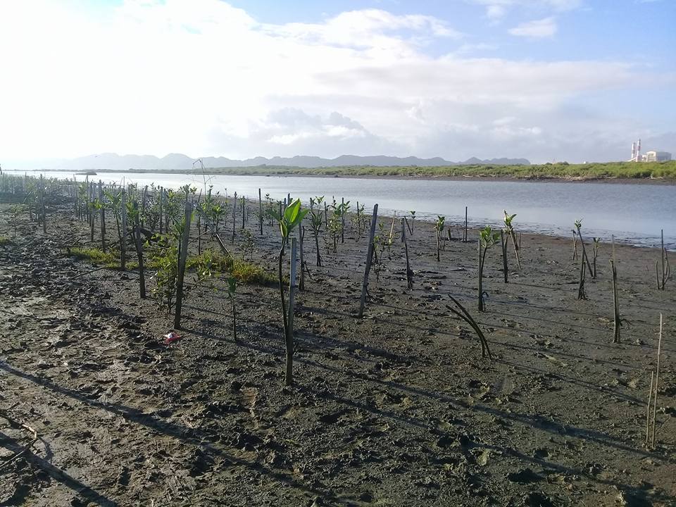 500 mangrove seedlings was planted at Bitoon, Jaro as part of Iloilo City Charter Day tree planting activity.