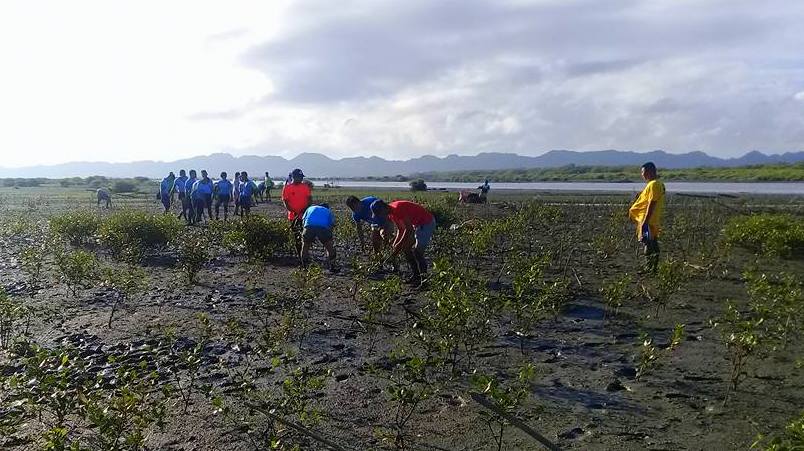 Mangroves planted in Bitoon, Jaro.