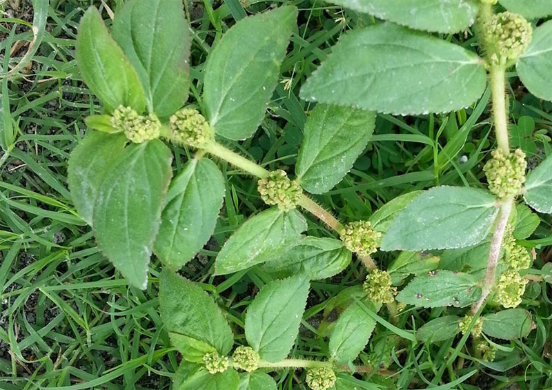 Tawa-tawa herb used to treat dengue