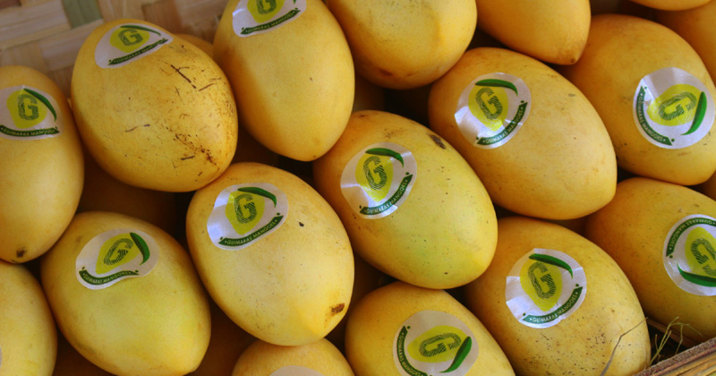 Guimaras mangoes with GI seal.