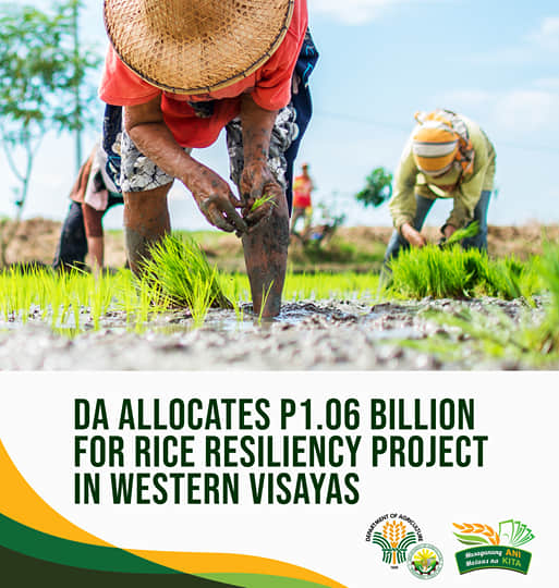 Department of Agriculture Rice Resiliency Project