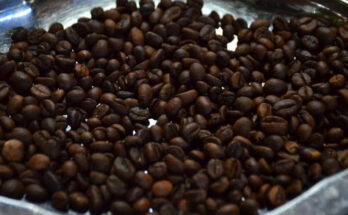 Sibalom, Antique robusta coffee beans