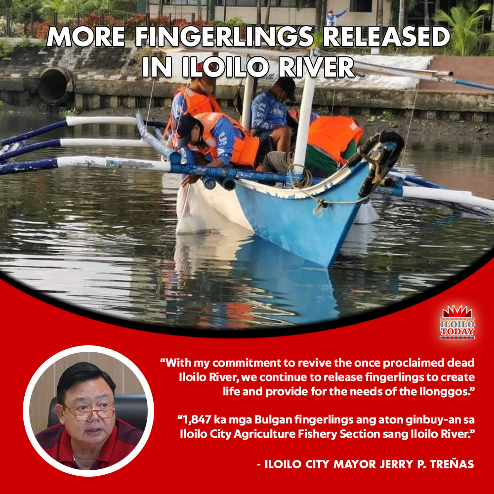 Iloilo City releases more bulgan fingerlings in Iloilo River.