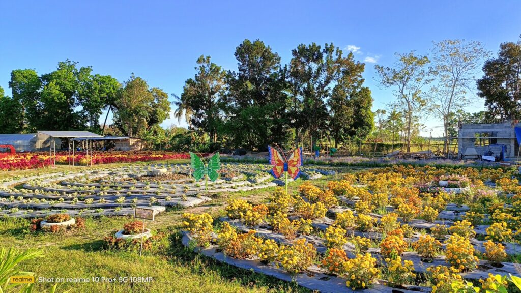 Flower garden in bloom at Ina Farmers Training center and Agri Farm.
