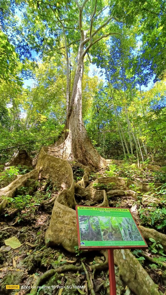 Century old Dao tree in Bulabog Putian Dingle