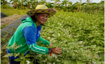 Iloilo City farmer Rita Soltis proudly shows her vibrantly green vegetable garden.