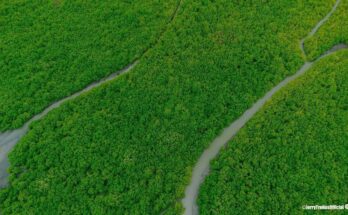 Iloilo City mangroves