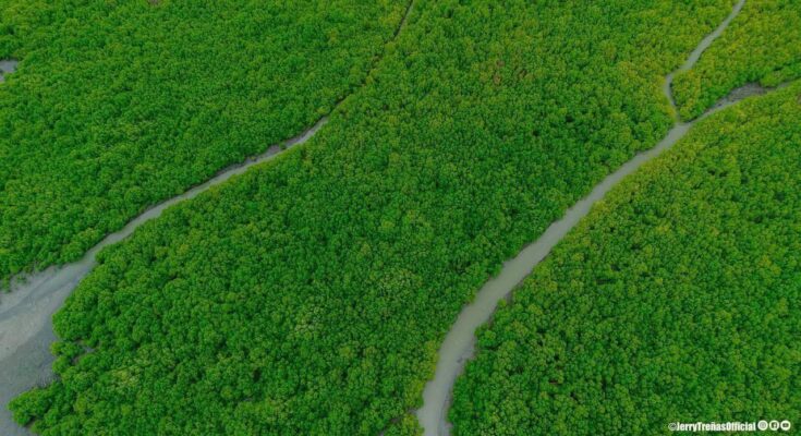 Iloilo City mangroves
