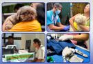 animal welfare